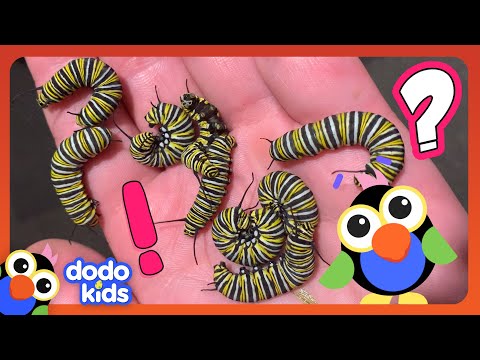 What Are These Teeny Creatures Going To Turn Into? | Dodo Kids | Animal Videos