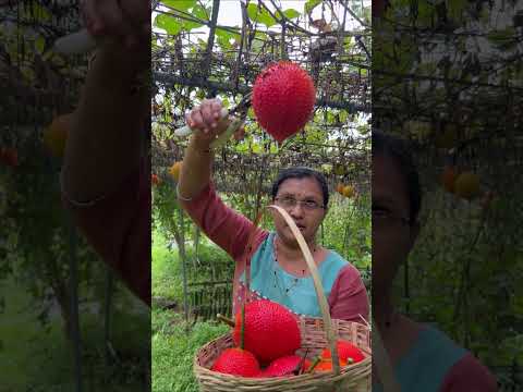 Gac fruit harvest in kerala | കേരളത്തിൽ ഗാക് പഴങ്ങളുടെ വിളവെടുപ്പ് | gac farming | gac farming