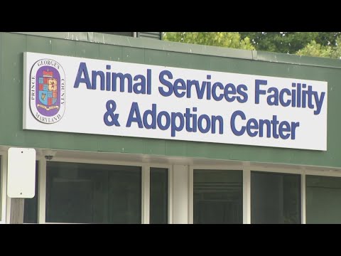 Prince George's County animal shelter halting pet adoptions