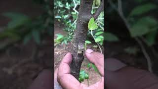 Discover the Latest Grafting Technique#grafting #satisfying #graftingtechniques