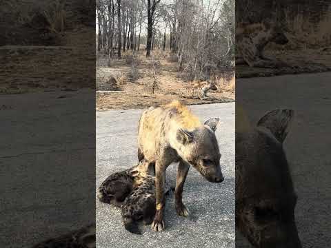 Hyena Mom Nurses Her Cubs