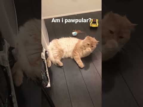 Am I pawpular! #catshorts #catvideos #cutecats #adorablecats #kittycat #catlovers #cleaning #yts