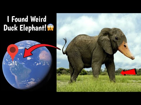 😱 I Found Weird Duck Elephant Caught On Google Earth and Google Maps!