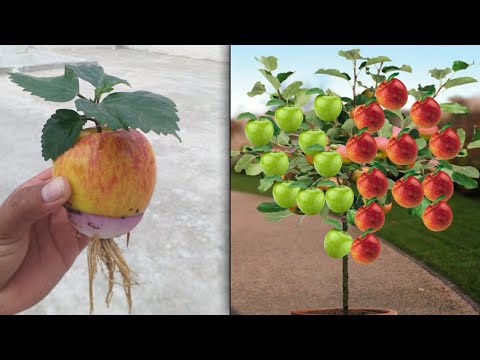 come on guys !! 100% work this trick | unique skills how to grow apple with onion |