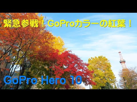 緊急参戦！ GoProカラーの紅葉！