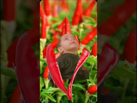 red chili 🌶️ 🌶️🌶️ #shorts #chili #youtubeshorts #shortsvideo #shortsfeed