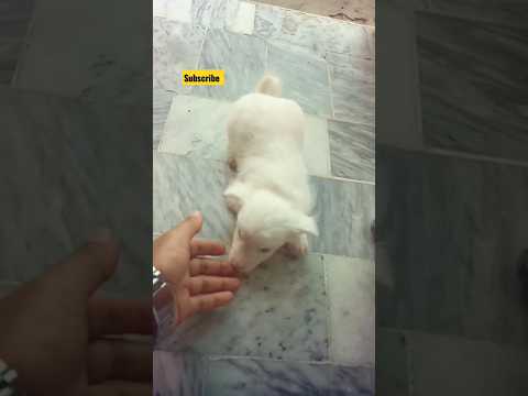 cute puppy cats Trending video #cat #puppy #puppies #puppylove #trendingreels #summer #love #viral