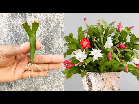 How to grow Christmas cactus plant from cuttings very easy method