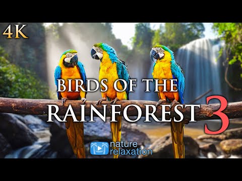 BIRDS OF THE RAINFOREST 3 (4K) Ambient Nature Relaxation™ Film