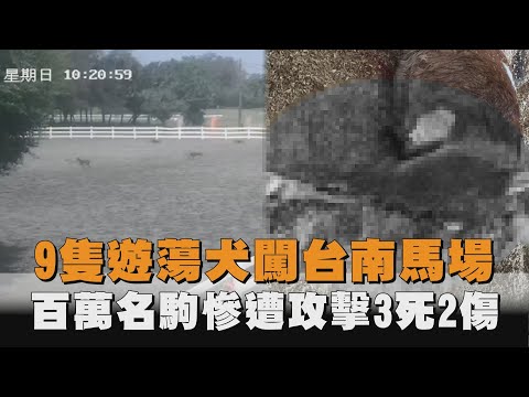 台南9惡犬馬術場圍攻屠殺「馬隻2死3傷」　黃偉哲說話了