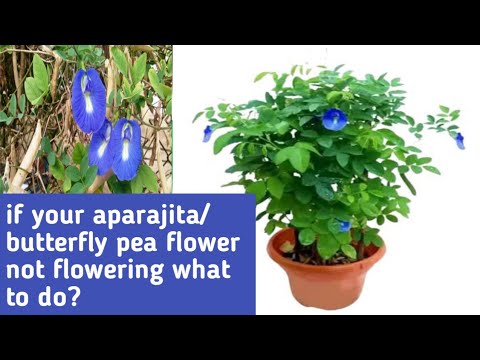 if your aparajita butterfly pea flower not flowering what to do?