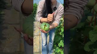 Green treasure crunchy juicy melon #shots #farming #fruit