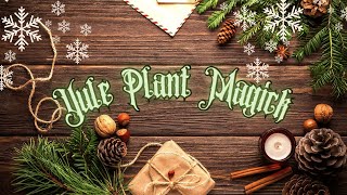 Sacred Plant for Yule🎄Holly, Ivy and more...