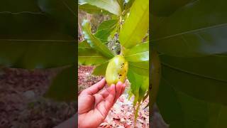 #shortvideo #beautiful #mangotrees #mango #bud mango tree