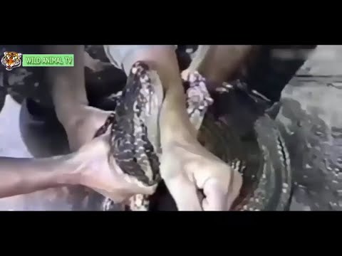 Most Shocking ANIMAL ATTACKS ON HUMANS! 2019 !!!! (SHOCKING GRAPHIC CONTENT)