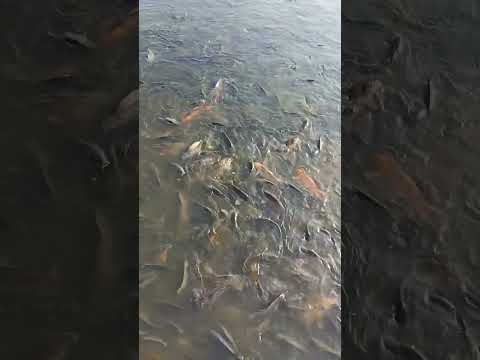 FISHES IN NASIK ##నాసిక్ ##in a river