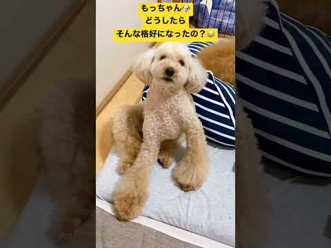 【見てはいけなかった犬の姿👀】目を疑った😳#shorts