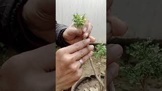 how to graft a plant | #grafting #graftingexamples #howtografting #graftedbougainvillea #grafts