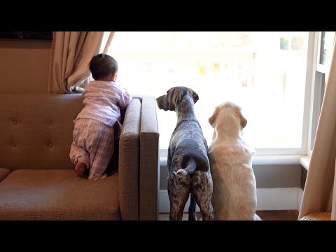 Adorable Dogs and Baby Sibling Await Dad's Return! Heartwarming