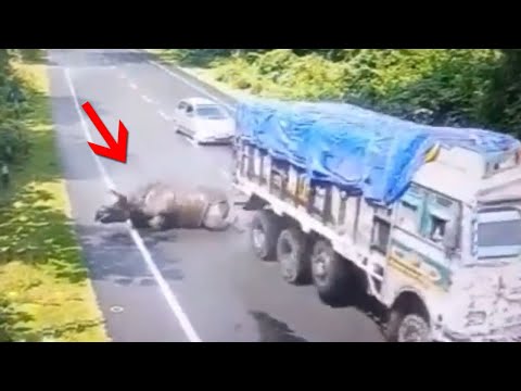 1 IN A MILLION Animal Moments Caught On Camera!