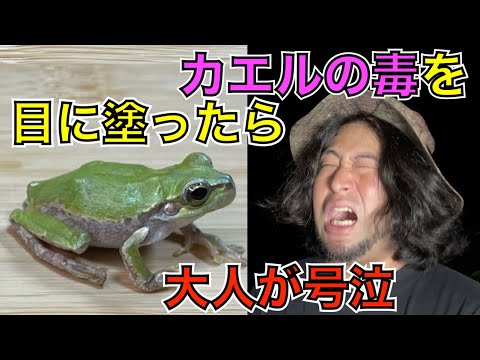 【隠れ危険生物】カエルの毒を目に塗り込むと大人でも泣くことが判明しました【ニホンアマガエル】