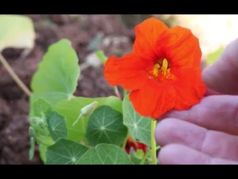 How to Grow Nasturtiums from Seed