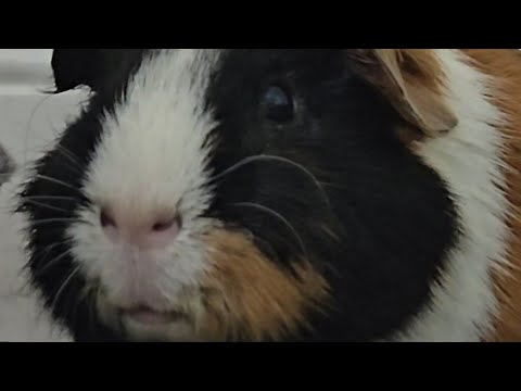 Guinea pig softly wheeks