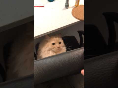 Mr cat in action! #cats #catvideos #fypシ゚viral