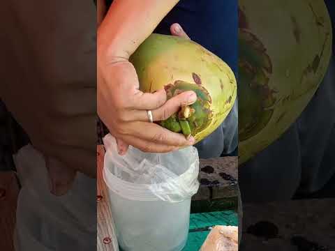 freshly cut coconut water pH street food #satisfyingvideo #streetfood #youtubeshorts @GatchieJr33