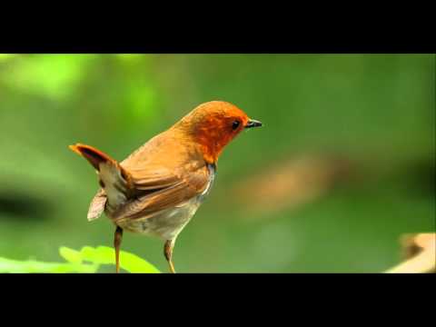 Birds - птицы