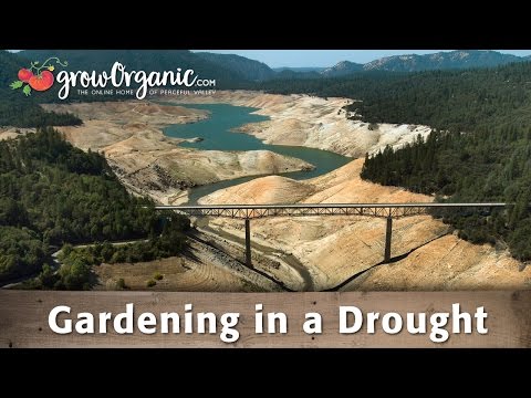 How to Conserve Water in Your Garden During a Drought