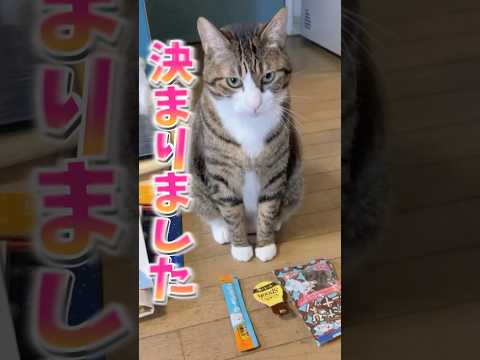 【運試し】どれにする？#cats #short#球太