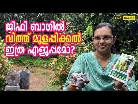 ജിഫി ബാഗിൽ വിത്ത് മുളപ്പിക്കൽ  ഇത്ര എളുപ്പമോ/ Seed Germination in Jiffy Bags