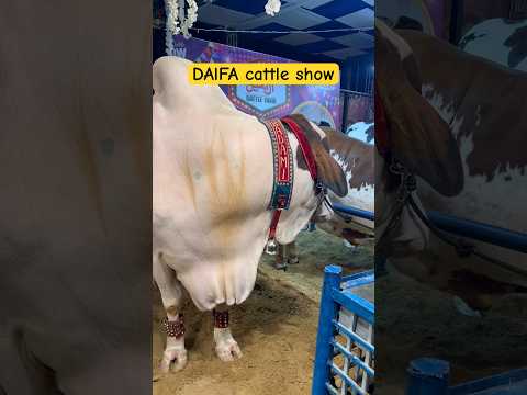 #cowmandi #cow #dalfacattleshow #trending #viral #yt #youtube #youtubeshorts #viralvideos #ytshorts