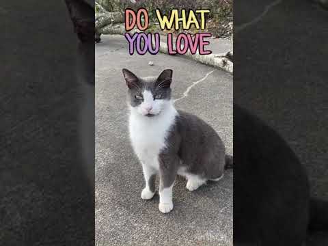 This Sweet Little Street Cat wants you to have the best day of your life #subscribe #shorts #cats