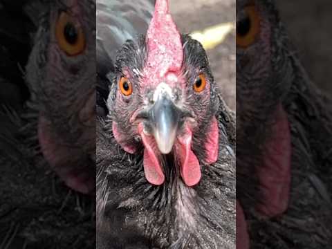 Warning: Do NOT Trust This Chicken #broodyhen #chicken #homestead #videos #fyp