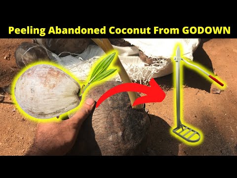 Wow! DEHUSKING 100 DAYS OLD COCONUT SEED | Coconut apple