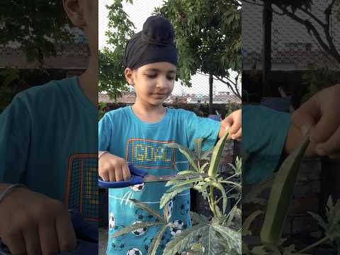 Harvesting Joy: Fresh Vegetables and Fruits from My Rooftop Garden | घर की उपज हरा-भरा सब्जी और फल