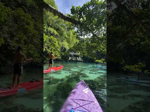 Sound of jungle. Palau life #palau #帛琉 #fanaticsup