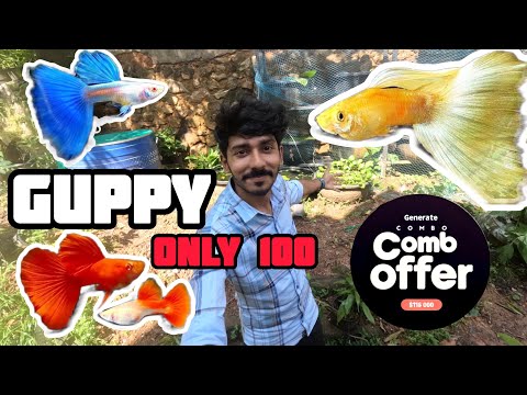 വെറും 100 രൂപ മുതൽ ഹൈബ്രിഡ് ഗപ്പികൾ / Guppy combo sale available cheapest rate available 😍😍😍😍