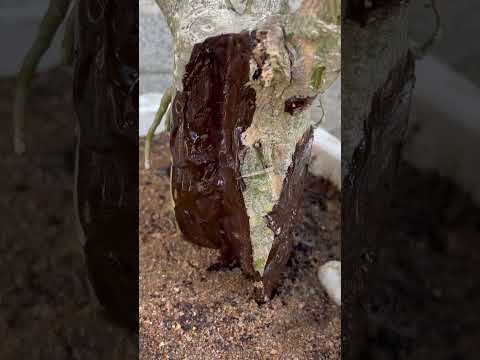 How to restore a rotten Adenium tree