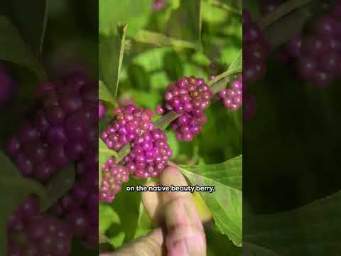 Callicarpa americana (American Beautyberry)