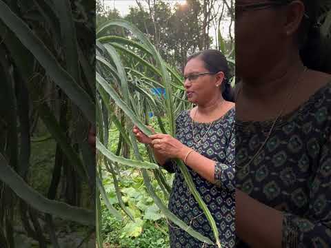 ഡ്രാഗൺ ഫ്രൂട്ട് തണ്ടുകൾ നടുന്നവർ ചോദിച്ച ഒരു സംശയം | doubt asked by those who grow dragon fruits