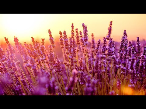 Relaxing Piano Music: Relaxing Music, Study Music, Romantic Music, Sleep Music ★128