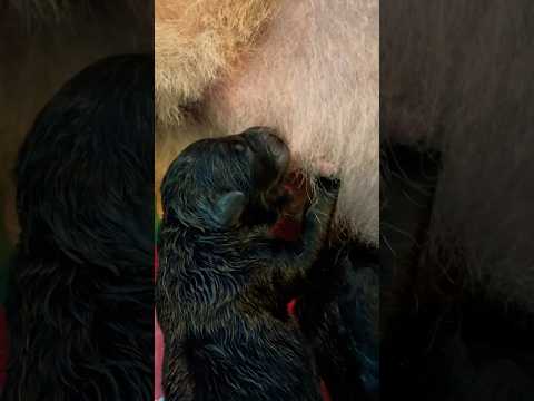 My GSD gave birth to 9 puppies! #gsdpuppy  #germanshepherd  #germanshepherdpuppy  #puppies #dogs