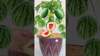 How to grow a Papaya tree with watermelon for beginners #growingfruit #fruits #tree #grow #shorts