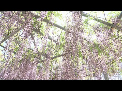 【映像】吉美根ふじ園の藤棚　福島・須賀川市【カメラめせん⑦】