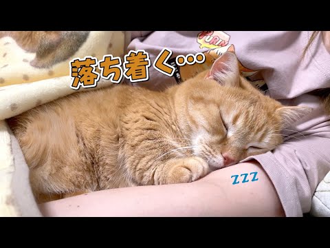 真夏でもやっぱりママとくっついて寝たい猫が可愛すぎる…