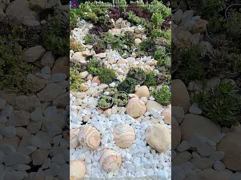 A special arrangement with plants and stones, boulders and sand 🌳✨🌸🦋