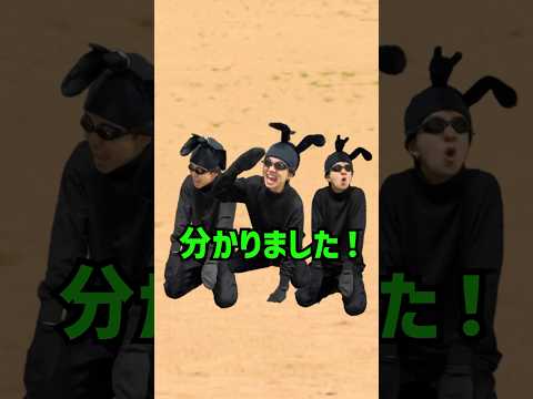 超田舎者のアリ　#shorts